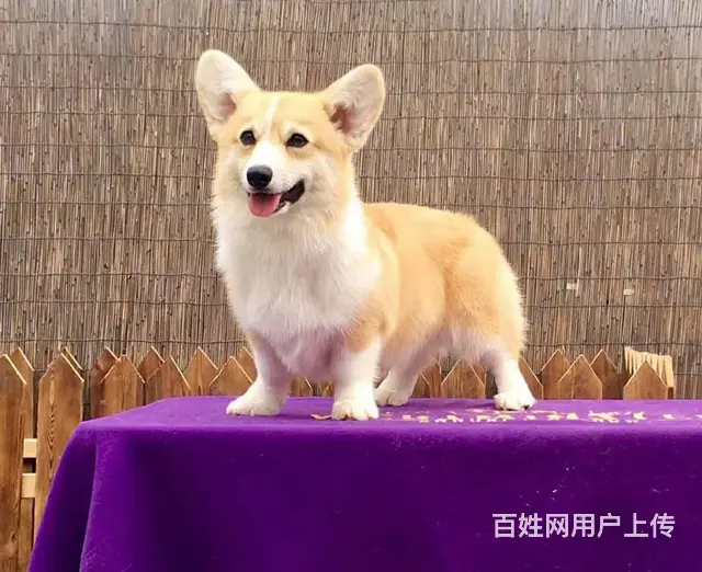 精品威尔士柯基犬出窝 三色柯基犬 纯种健康柯基犬 - 图片 9