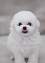 法系纯种比熊犬 大眼睛棉花糖比熊宝宝找新家