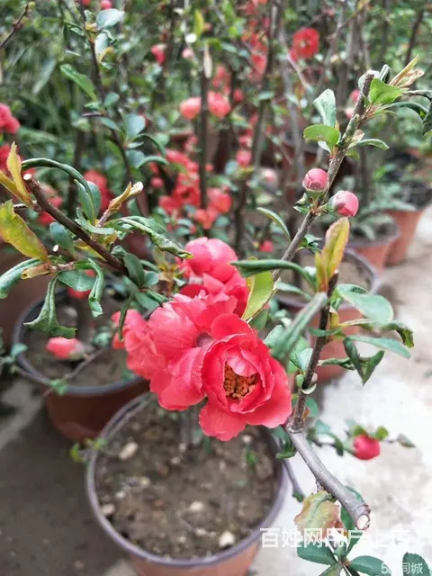信阳董家河大量苗木花卉一手低价出售 - 图片 8