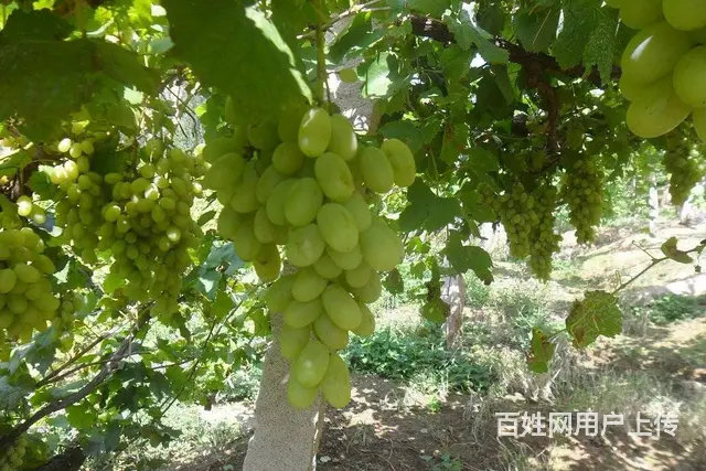 昌黎葡萄沟农家院推荐-专业接待大型团体-公司团建 - 图片 10