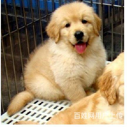 金毛犬價格 美系大頭金毛犬 純種金毛犬多少錢的圖片