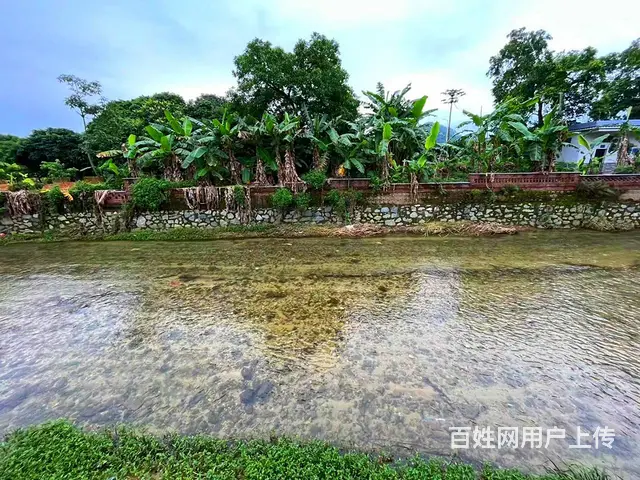从化区桃花小镇旅游区附近1.5亩平地果园整体转让 - 图片 6