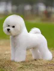 纯种精品比熊犬 超小体长不大 训练已完成有优惠