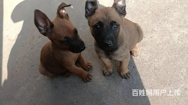 精品马犬，看家护院的好帮手。 - 图片 2