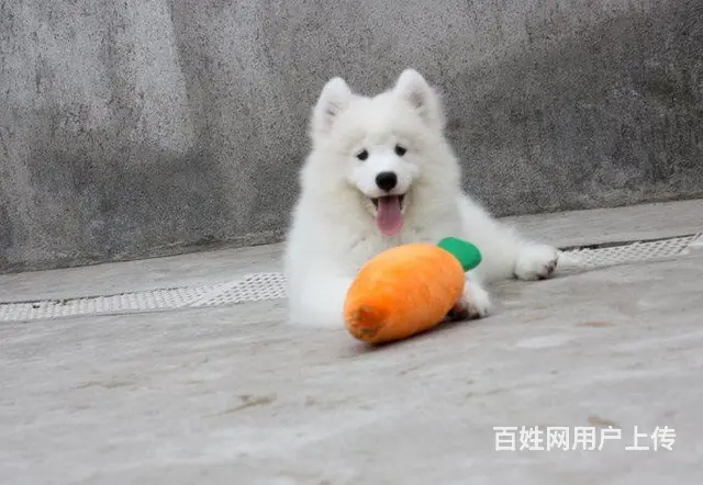 烟台哪里有出售萨摩耶幼犬宝宝 定时做疫苗和驱虫 公 - 图片 2