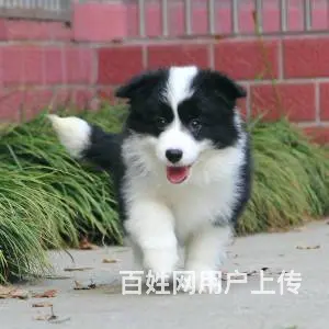 承德边牧怎么卖 纯种边牧 疫苗齐全 - 图片 12