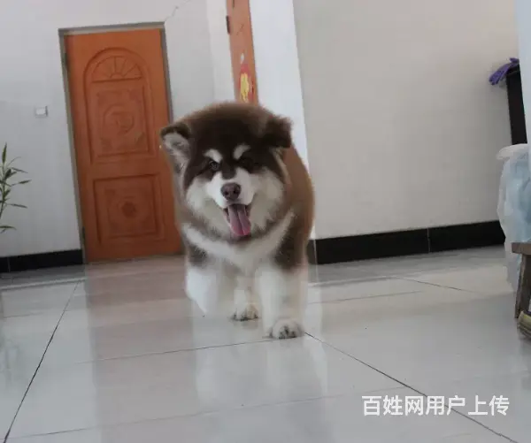 纯种阿拉斯加幼犬 黑十字架脸,大骨量大毛量犬舍直销 - 图片 3