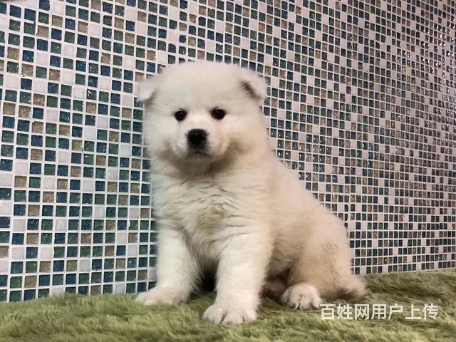 六安卖萨摩耶的狗场，卖萨摩耶的本地商家 - 图片 1