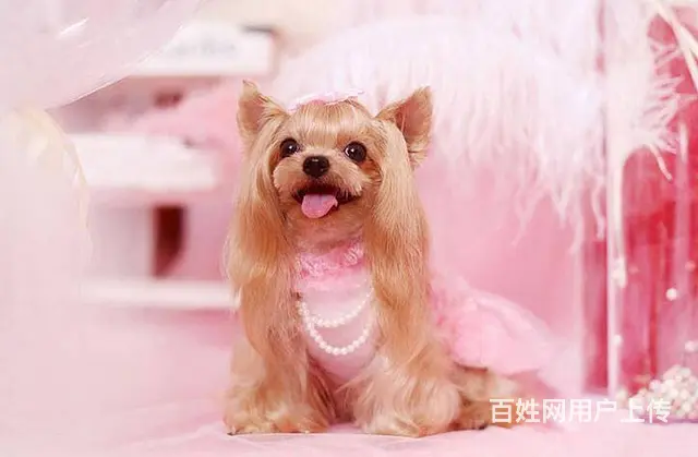 北京 的犬舍出售纯种小体约克夏幼犬 约克夏价格 - 图片 8