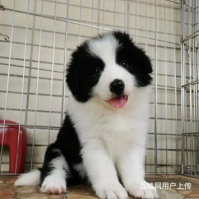 边牧幼犬送笼子，自家养的纯种边境牧羊犬幼崽，小狗狗 - 图片 2