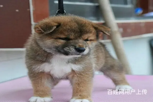 高品质柴犬萌宠 基地直销 保纯种健康 欢迎实地挑选 - 图片 6