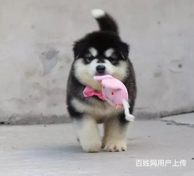 纯种熊版阿拉斯加幼犬 精品家养阿拉斯加犬出售 - 图片 4