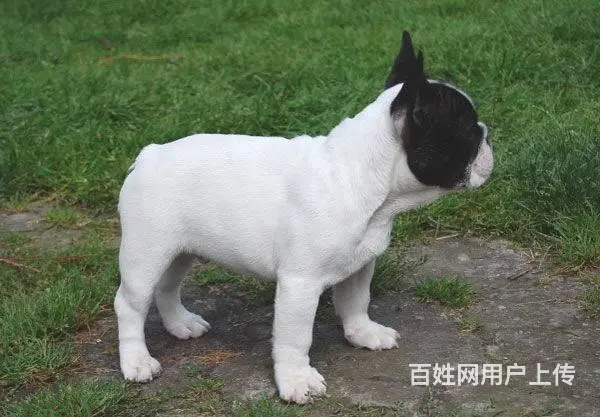 出售法国斗牛犬 家养法牛幼犬 纯种法牛犬价格 - 图片 2