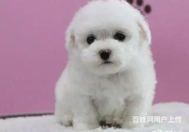 承德比熊多少钱一只 比熊价格 比熊怎么卖 保健康 - 图片 5