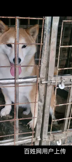 小柴犬 - 图片 4