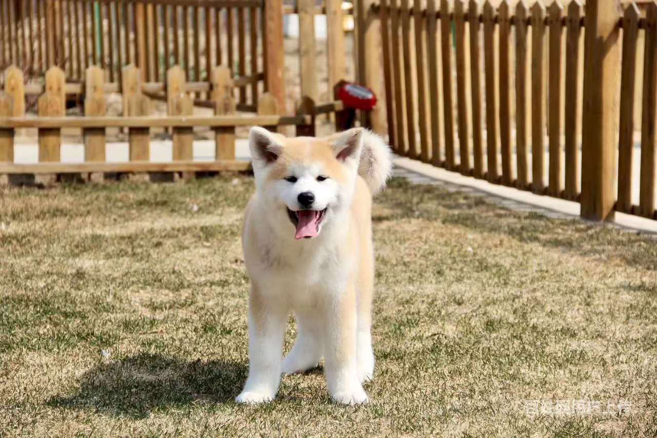 哪裡賣秋田犬幼犬 秋田犬和柴犬的區別 秋田犬圖片 純