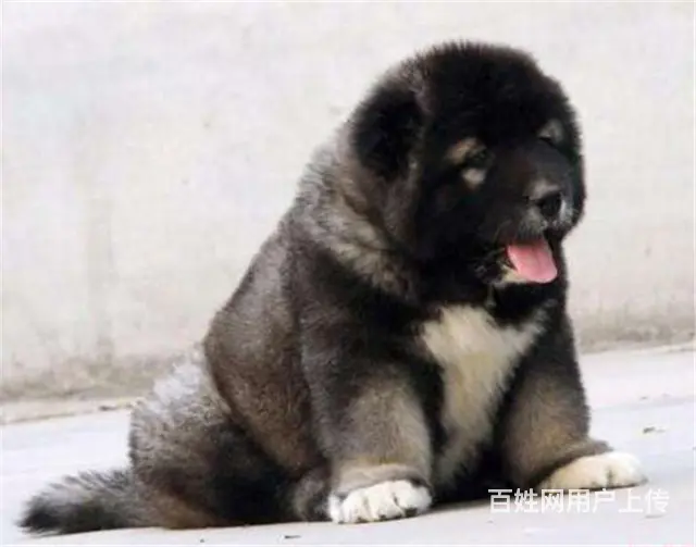 出售高品质赛级直系一熊版高加索幼犬购买签协议保健康 - 图片 1