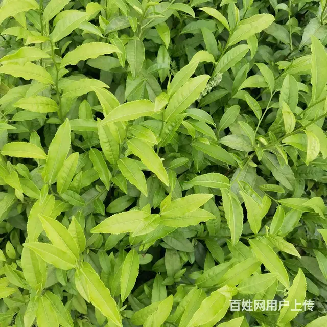 梧州地区茶叶苗批发，梧州六堡茶叶苗 - 图片 2
