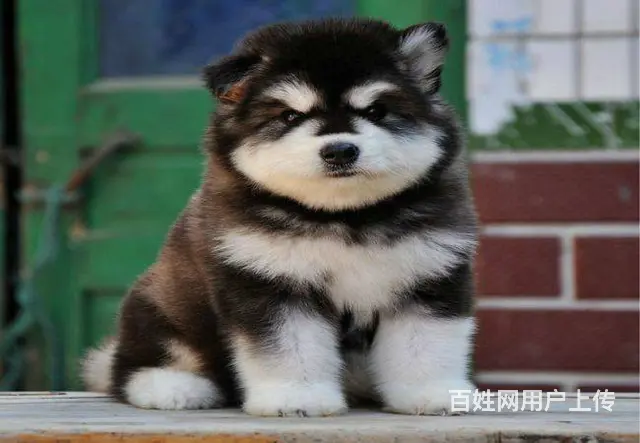犬舍直销，支持货到付款包健康包纯种，送货上门 - 图片 6
