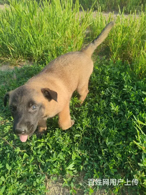 出售自家养的小马犬 - 图片 4