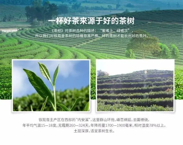 铁观音茶叶浓香型清香型礼盒装高山特级兰花香特级 - 图片 9
