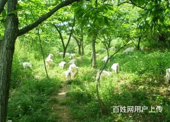 山羊 - 图片 1
