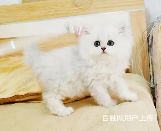 常州波斯猫精品 完美品相 异长贵族 健康无癣签协议 - 图片 3