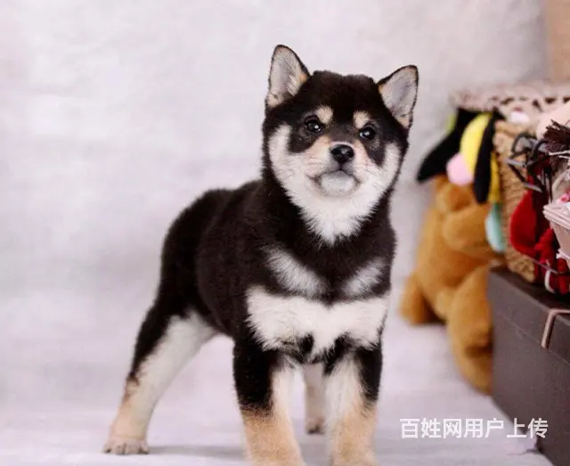 日本柴犬出售 冠军品质 赛级血统 签协议 - 图片 10