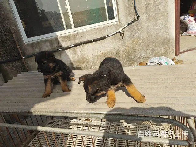 赛级德牧 - 图片 2