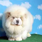 达州松狮犬价格肉嘴松狮高品质松狮犬签保障协议