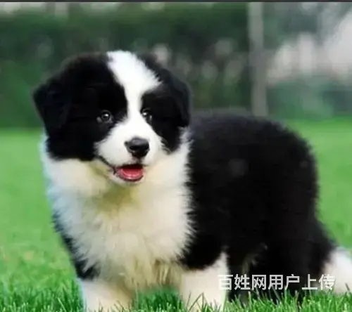 边牧哪里能买到边牧多少钱边牧哪里有 - 图片 3