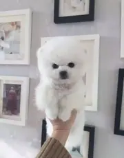 唐山博美多少钱一只 纯种博美犬 哈多利博美 博美犬
