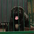 辽源【十年老店】常年繁殖优质血统高加索幼犬