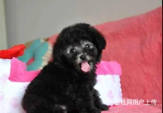 赛级泰迪 售茶杯血系泰迪犬 颜色齐全质保终身 - 图片 4