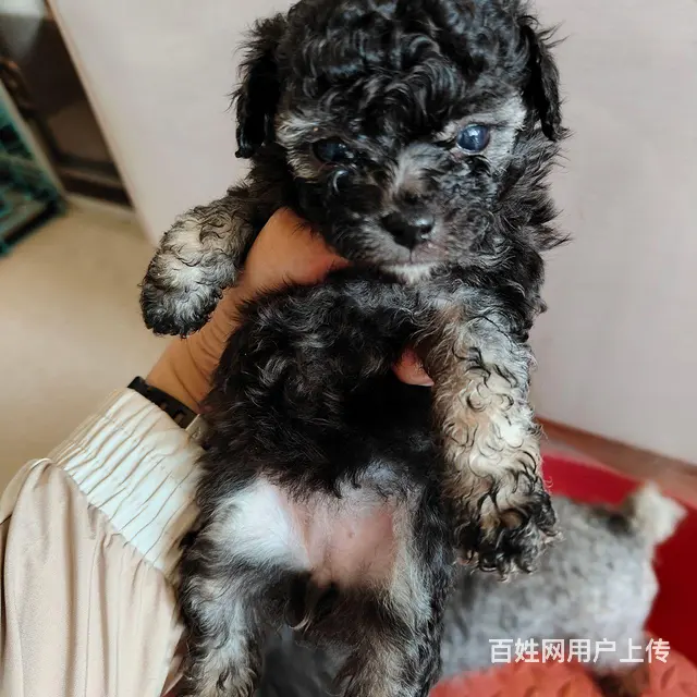 灰花泰迪幻影幼犬 - 图片 1