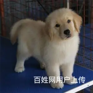 出售赛级大头金毛犬 纯正血统金毛幼犬 - 图片 2