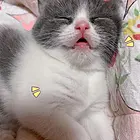 出售自家小猫