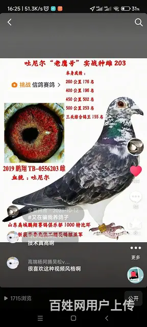 信鸽种鸽  幼鸽要的联系 - 图片 3