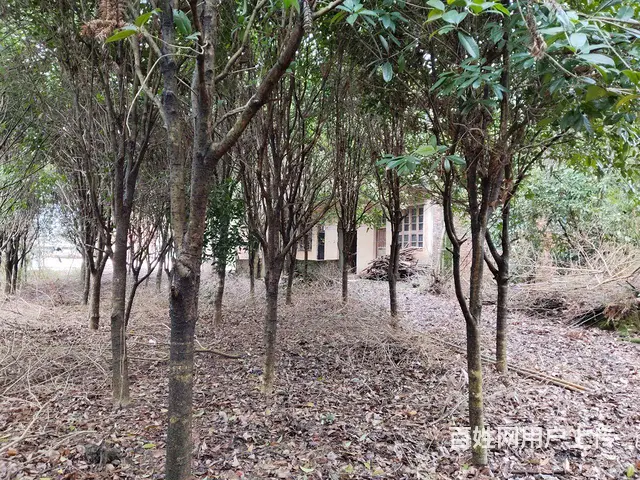 田园民居 - 图片 1
