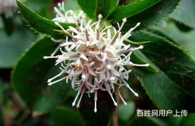 湖北百草堂苍术种植节省人力，低成本实力造赢得市场 - 图片 2