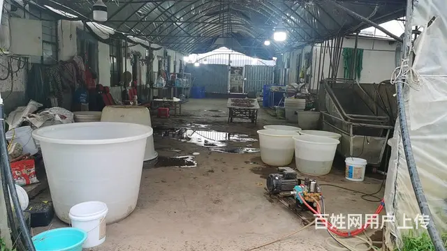 5751（商客网） 楚雄禄丰市彩云镇大棚转让 - 图片 10