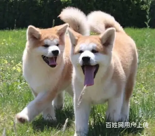 日系秋田犬 纯种秋田犬 价格不菲 非诚勿扰 - 图片 10