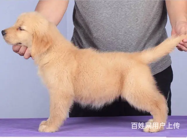 纯种金毛幼犬 宽嘴大头赛级金毛幼犬！保品质健康 - 图片 6