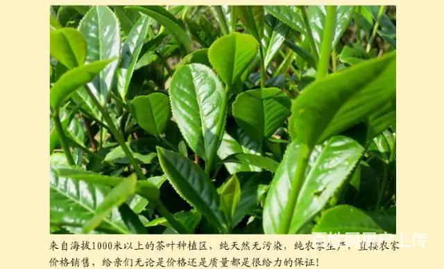 茶农自产自销价格实惠正品茶叶买1送1兼梨花木茶盘 - 图片 4