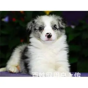 承德边牧怎么卖 纯种边牧 疫苗齐全 - 图片 11
