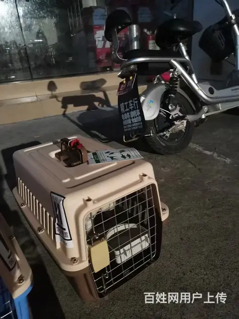 自贡宠物托运（猫狗）活体运输邮寄 （2022今日推荐） - 图片 1