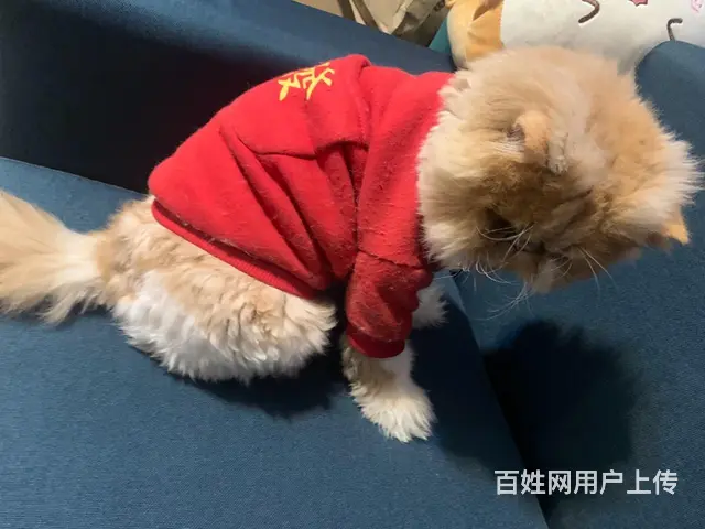 【搞定了！】3岁长毛加菲免费领养 - 图片 4