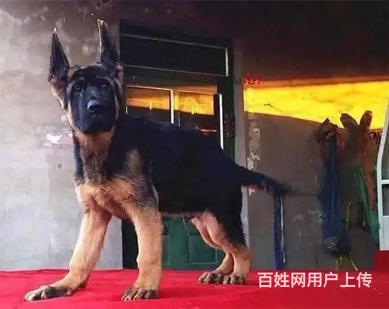 纯种德牧犬业出售 纯种德牧价格 赛级德牧幼犬出 - 图片 2