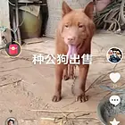 精品五红犬