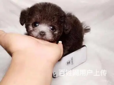 昆明泰迪多少钱一只 泰迪价格 茶杯犬泰迪 - 图片 3